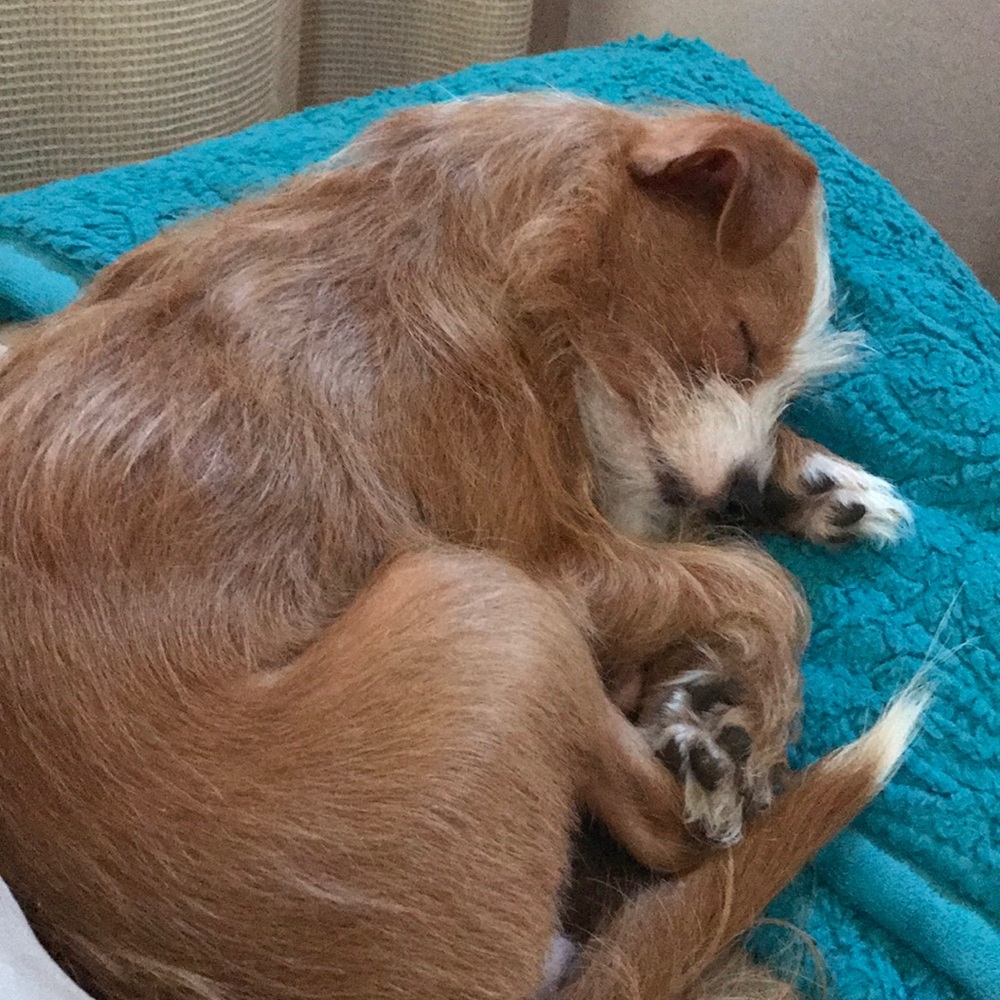 Meet your Posher, Wendy